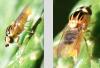 Thaumatomyia notata